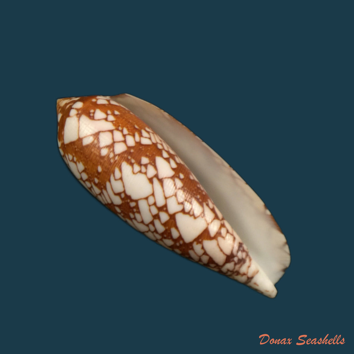 copia-de-conus-quercinus-lightfoot-1786-52-9mm