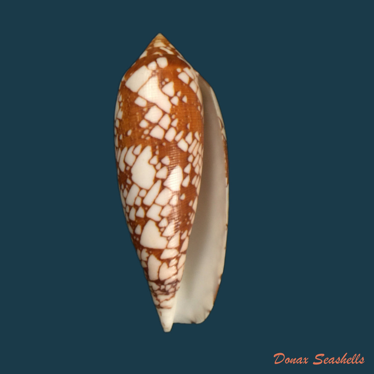 copia-de-conus-quercinus-lightfoot-1786-52-9mm