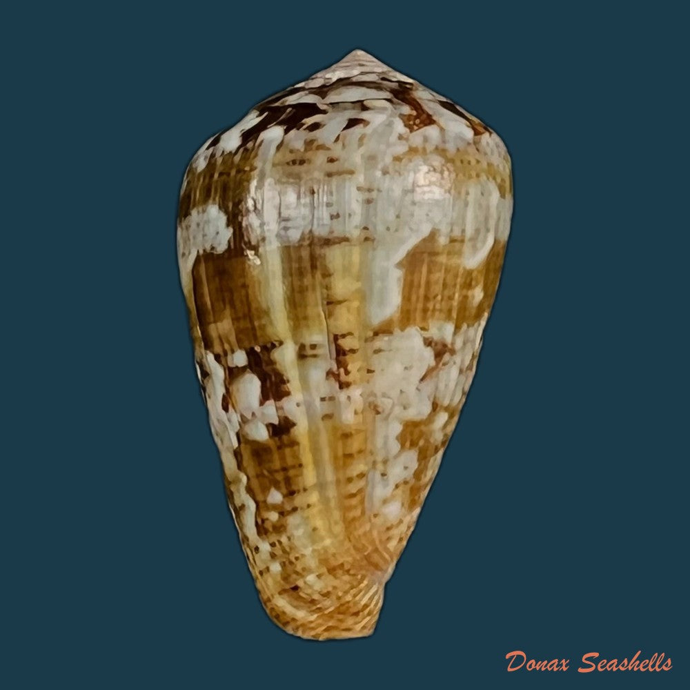 copia-de-conus-saharicus-petuch-berschauer-2016-32-2mm-1