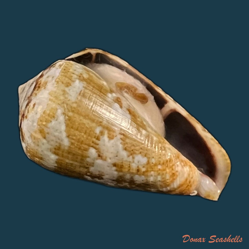 copia-de-conus-saharicus-petuch-berschauer-2016-32-2mm-1