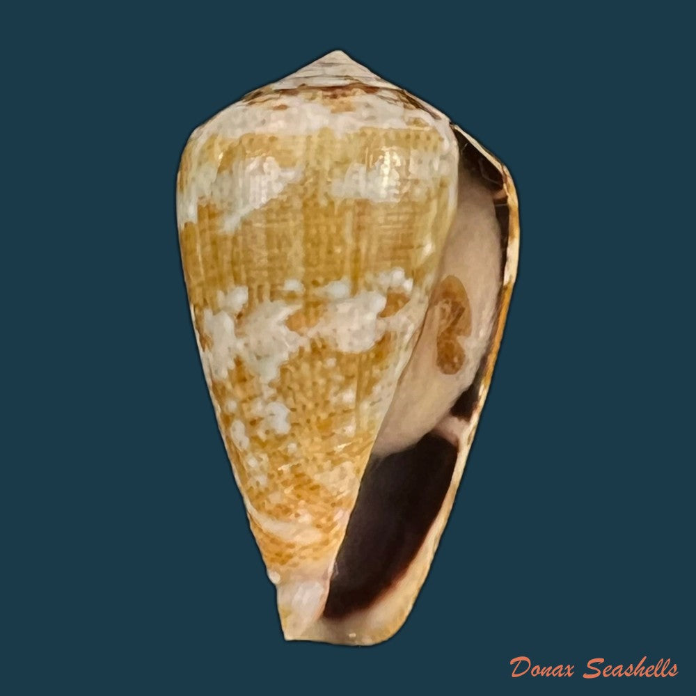 copia-de-conus-saharicus-petuch-berschauer-2016-32-2mm-1
