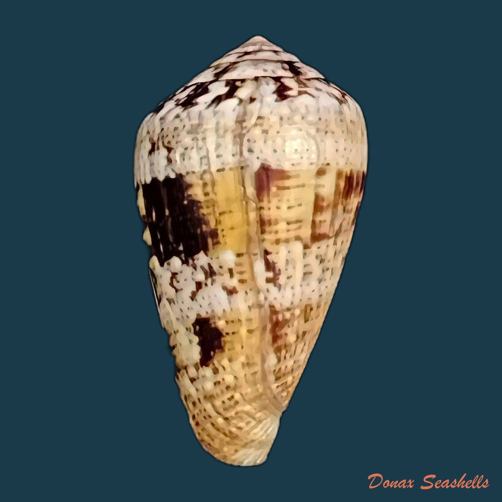 copia-de-conus-saharicus-petuch-berschauer-2016-32-2mm
