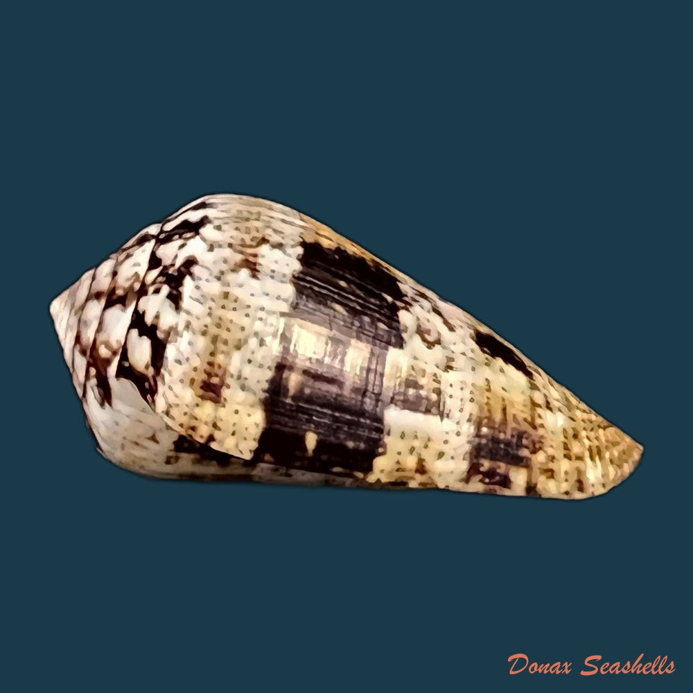 copia-de-conus-saharicus-petuch-berschauer-2016-32-2mm