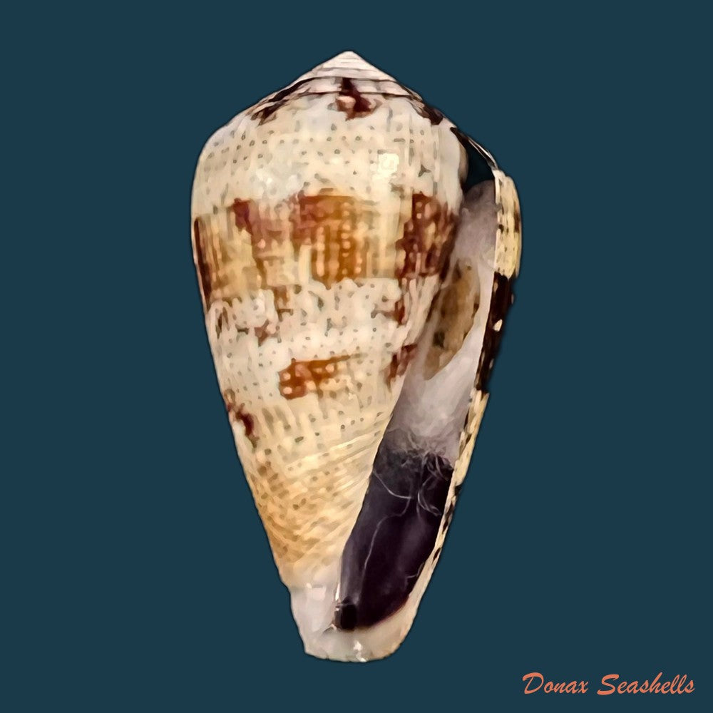 copia-de-conus-saharicus-petuch-berschauer-2016-32-2mm