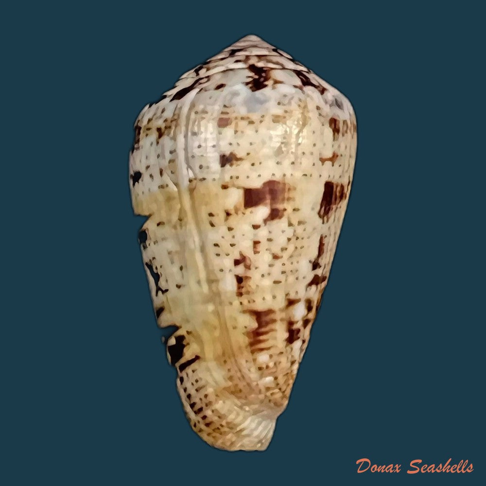 copia-de-conus-saharicus-petuch-berschauer-2016-32-7mm-1