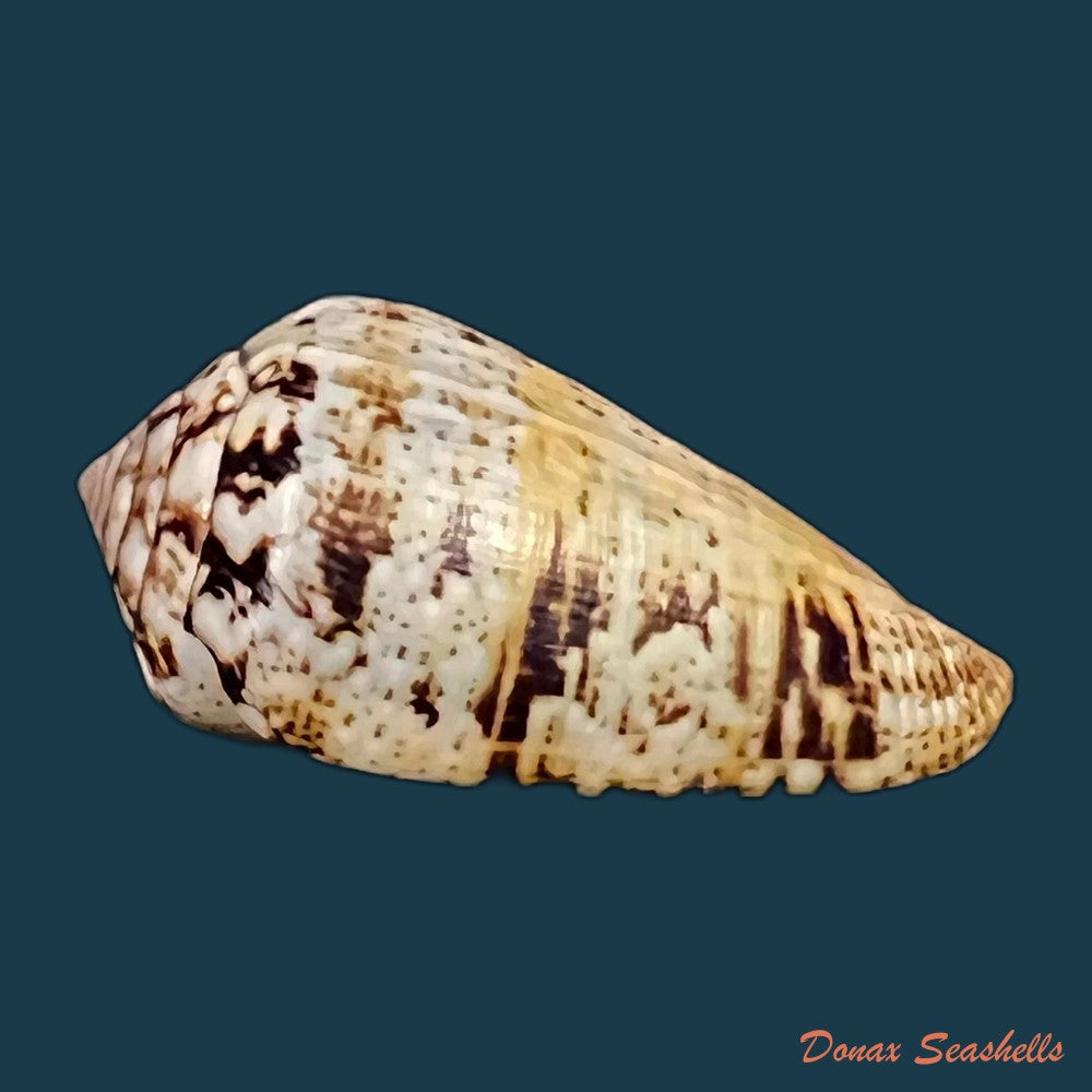 copia-de-conus-saharicus-petuch-berschauer-2016-32-7mm-1