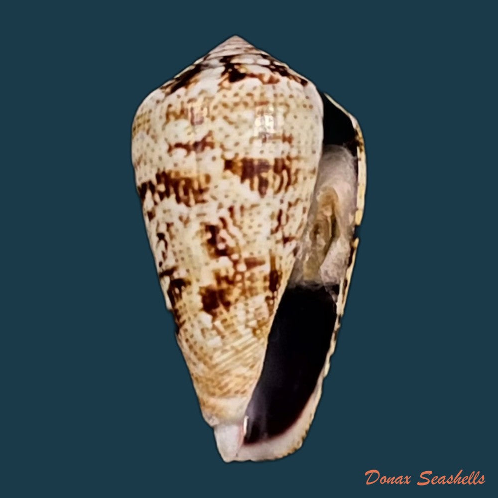 copia-de-conus-saharicus-petuch-berschauer-2016-32-7mm-1