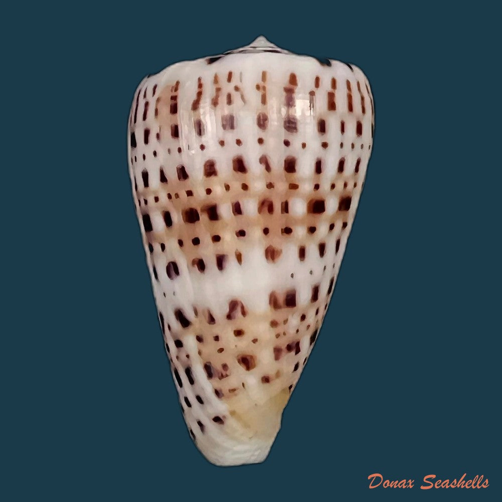 copia-de-conus-saharicus-petuch-berschauer-2016-34-3mm