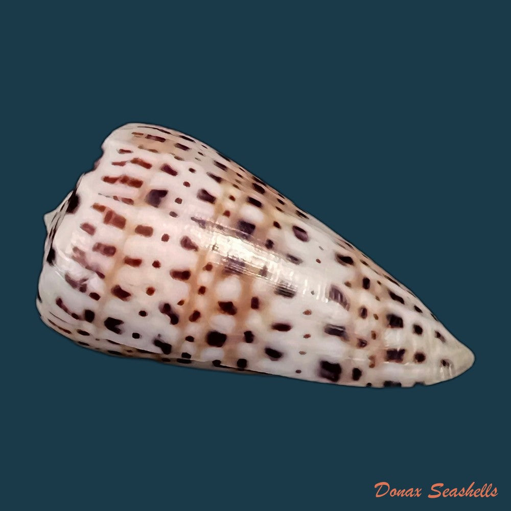 copia-de-conus-saharicus-petuch-berschauer-2016-34-3mm