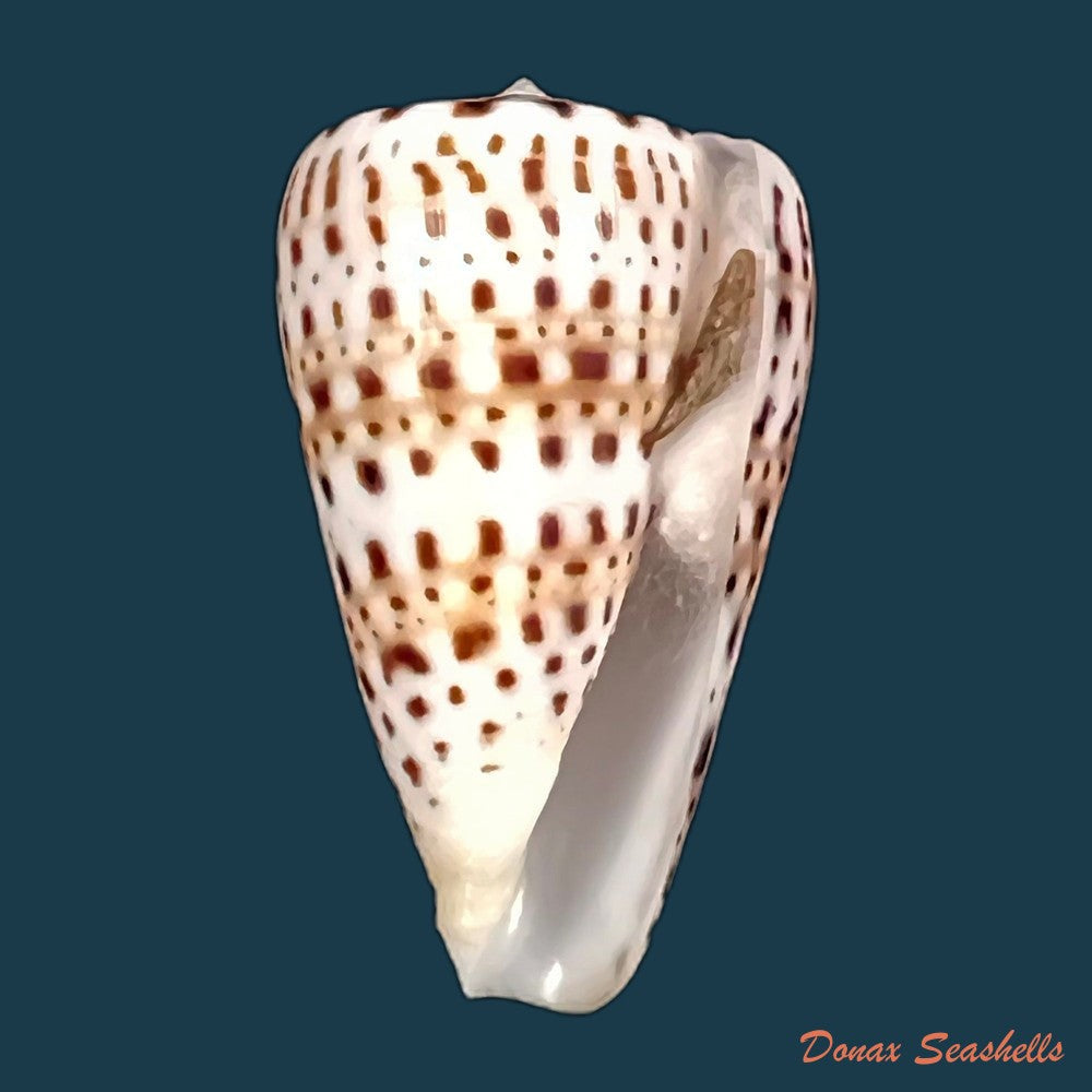 copia-de-conus-saharicus-petuch-berschauer-2016-34-3mm