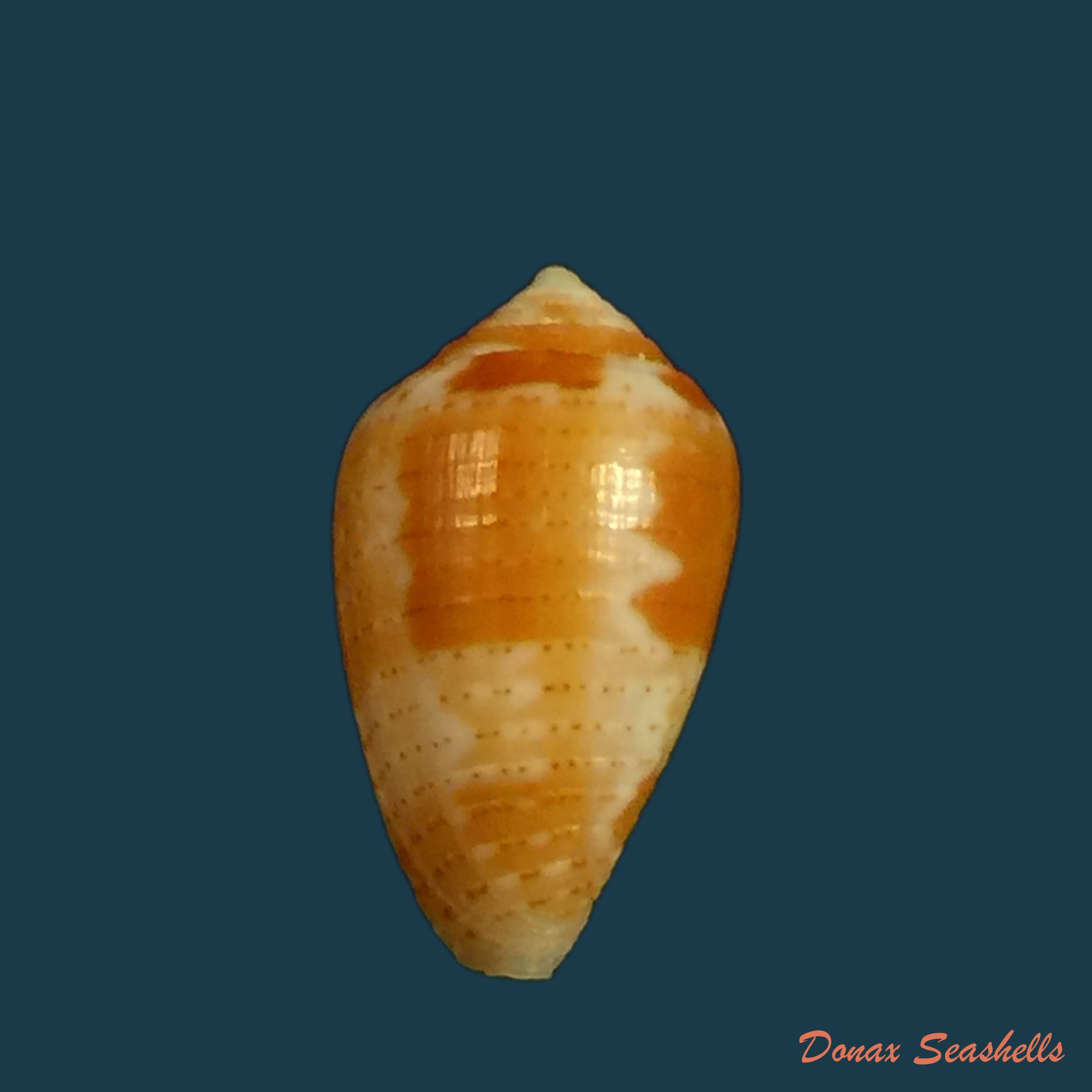 copia-de-conus-selenae-von-mol-tursch-kempf-1967-14-1mm