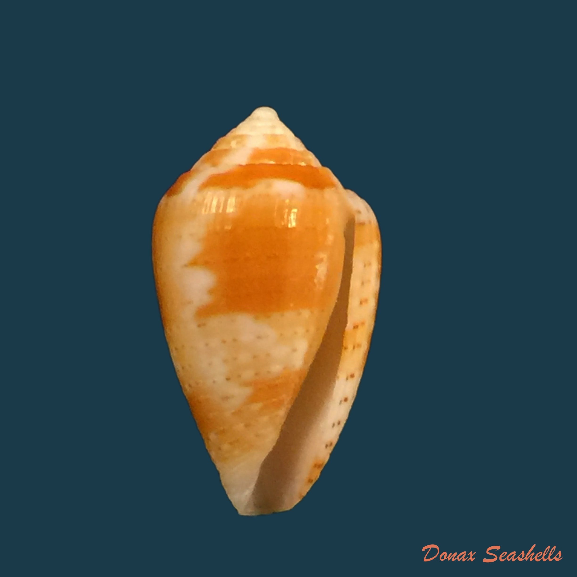 copia-de-conus-selenae-von-mol-tursch-kempf-1967-14-1mm