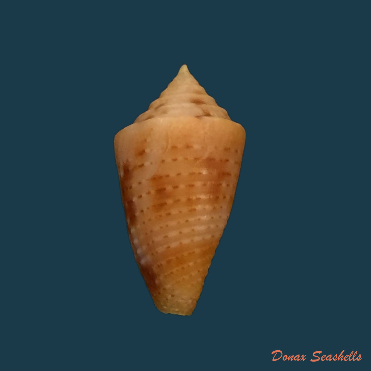 copia-de-conus-sp-14-5mm