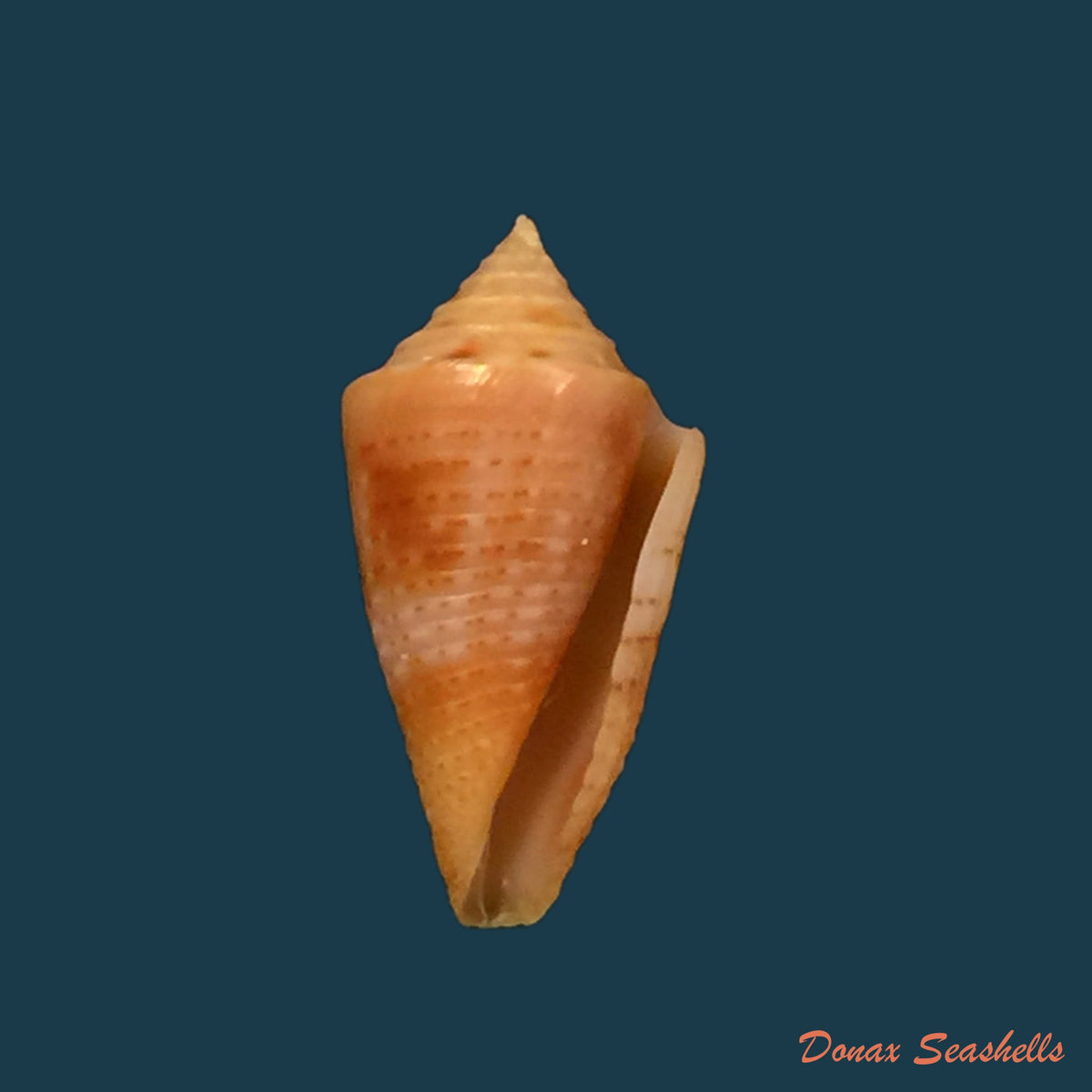 copia-de-conus-sp-14-5mm