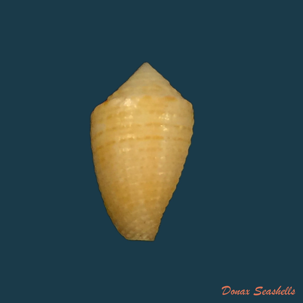 copia-de-conus-sp-15-5mm