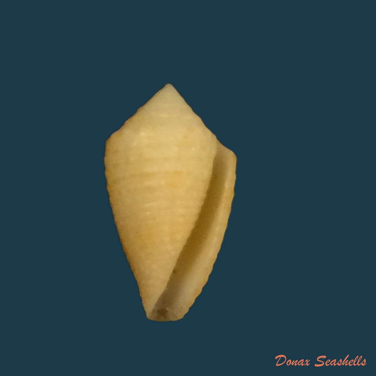 copia-de-conus-sp-15-5mm