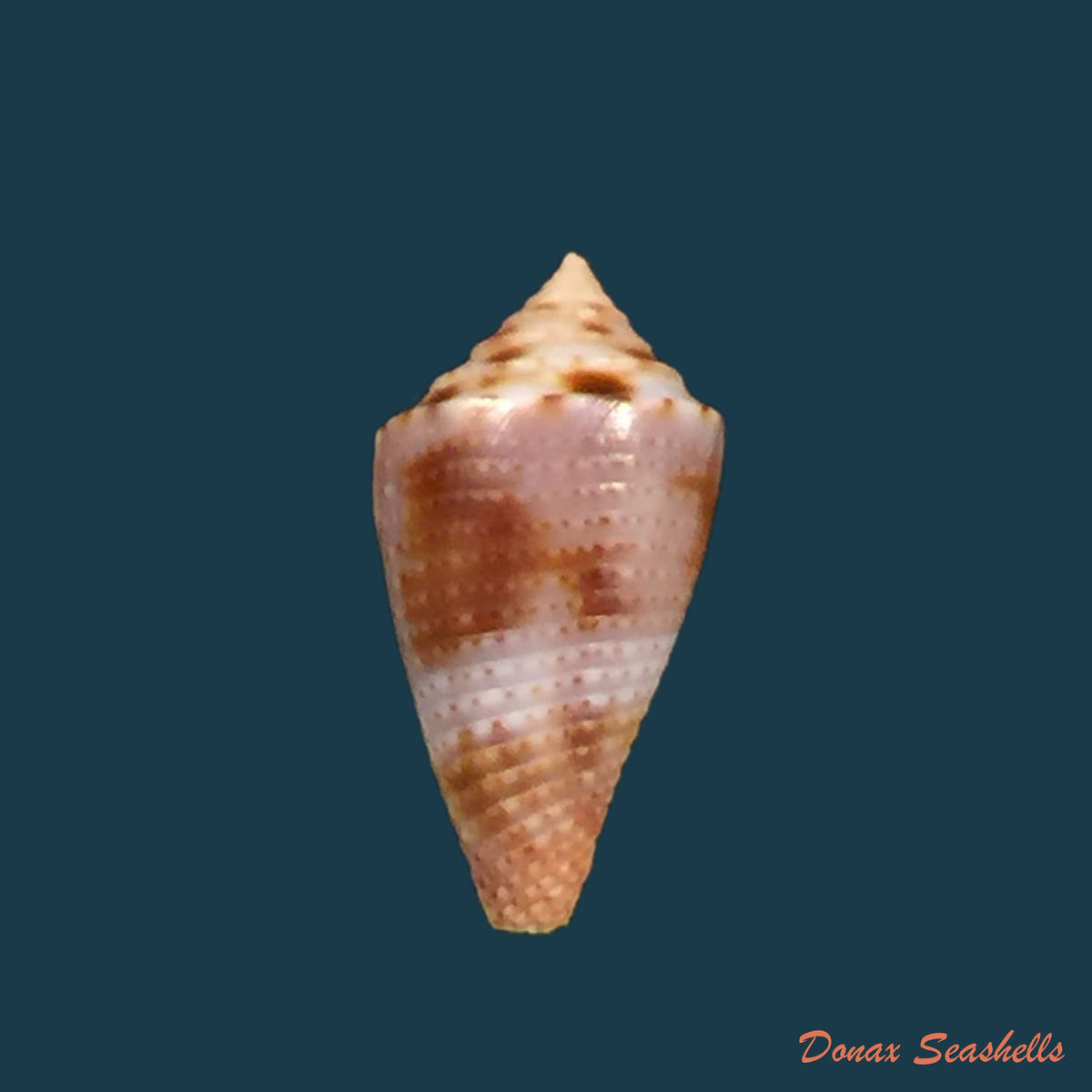 copia-de-conus-sp-23-4mm-1