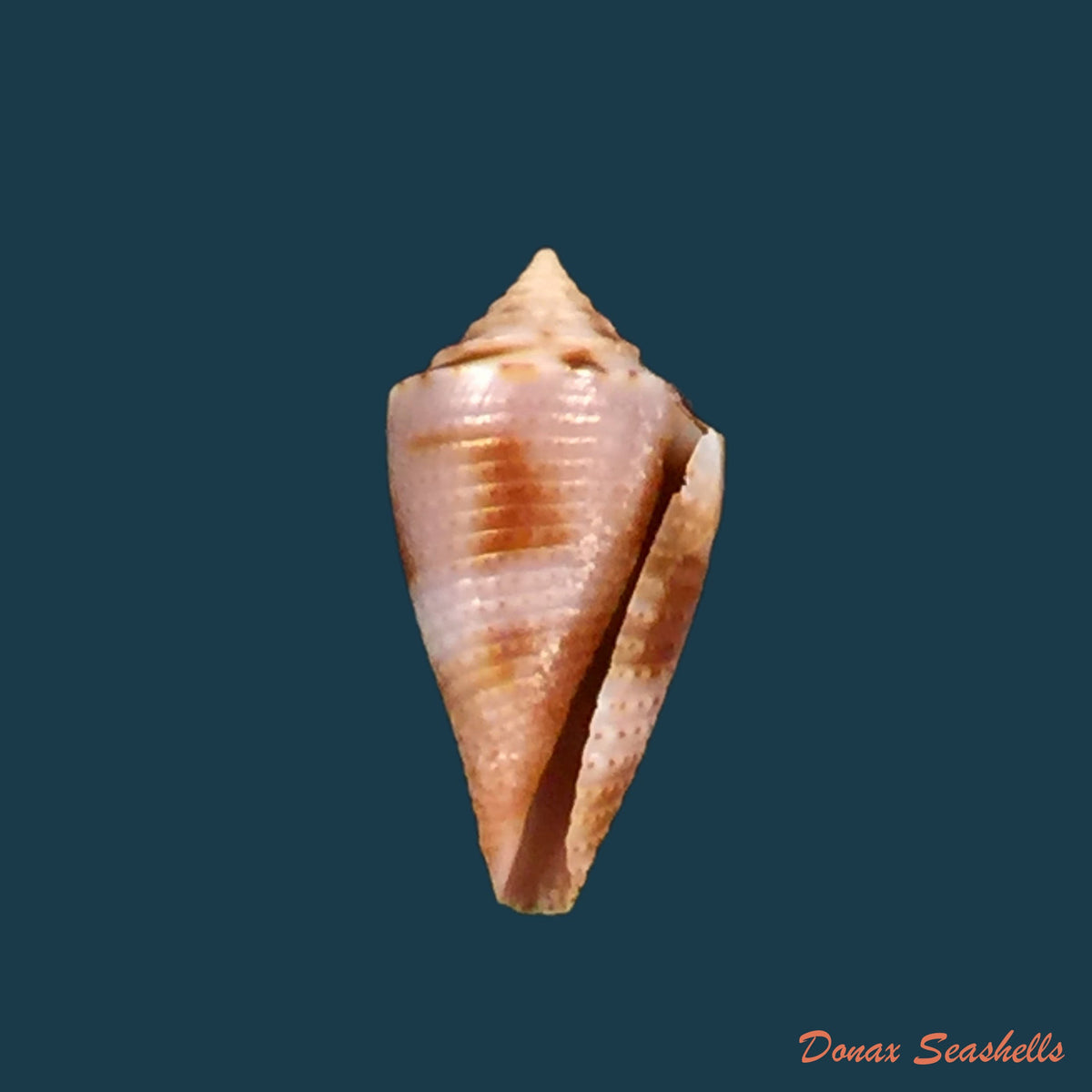 copia-de-conus-sp-23-4mm-1