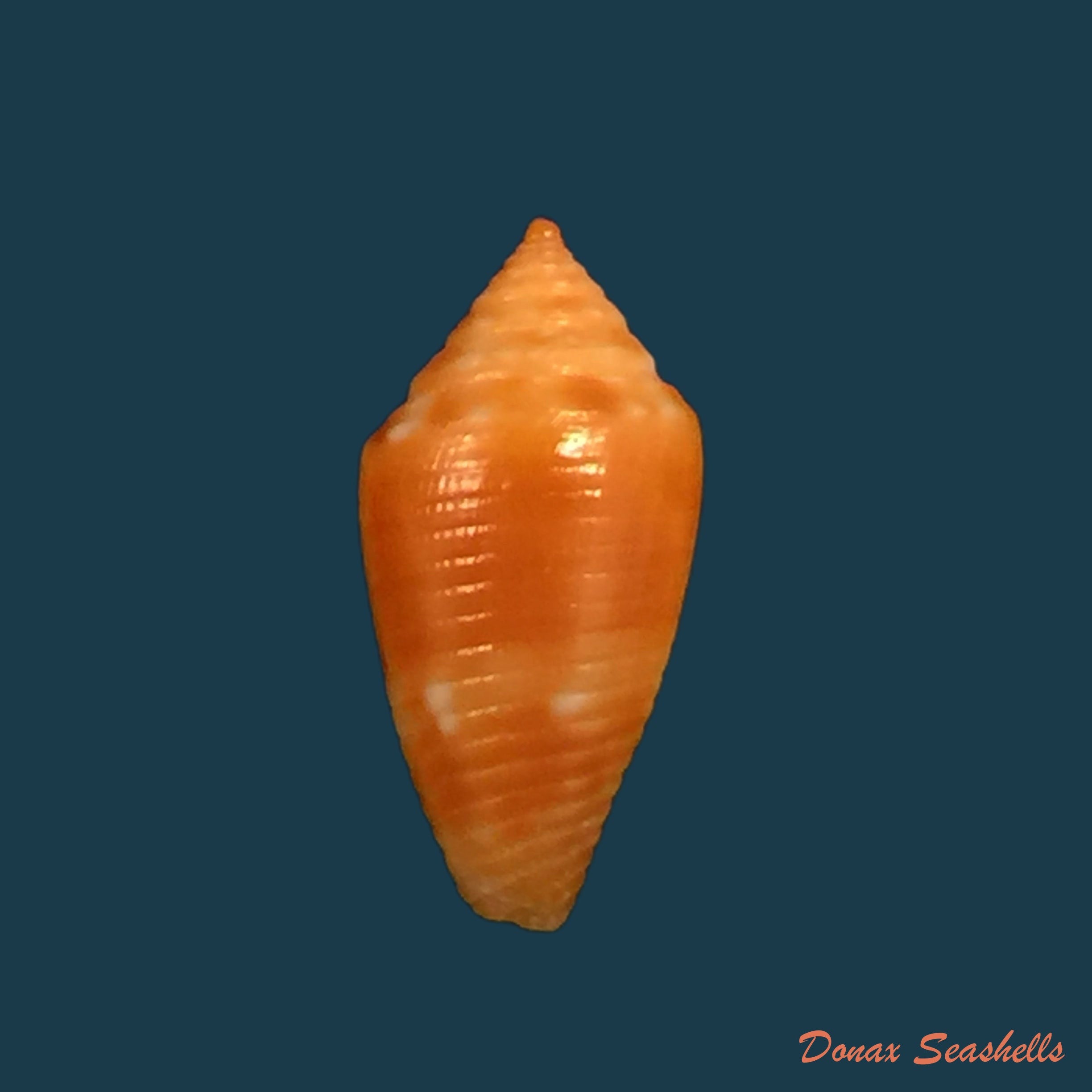 copia-de-conus-tostes-1986
