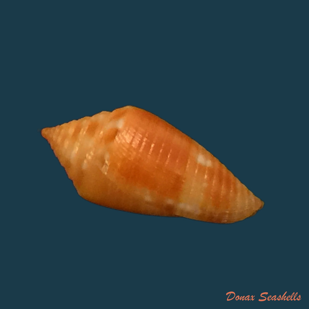 copia-de-conus-tostes-1986