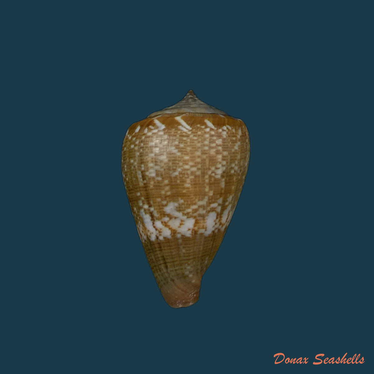copia-de-conus-trochulus-reeve-1844-45mm