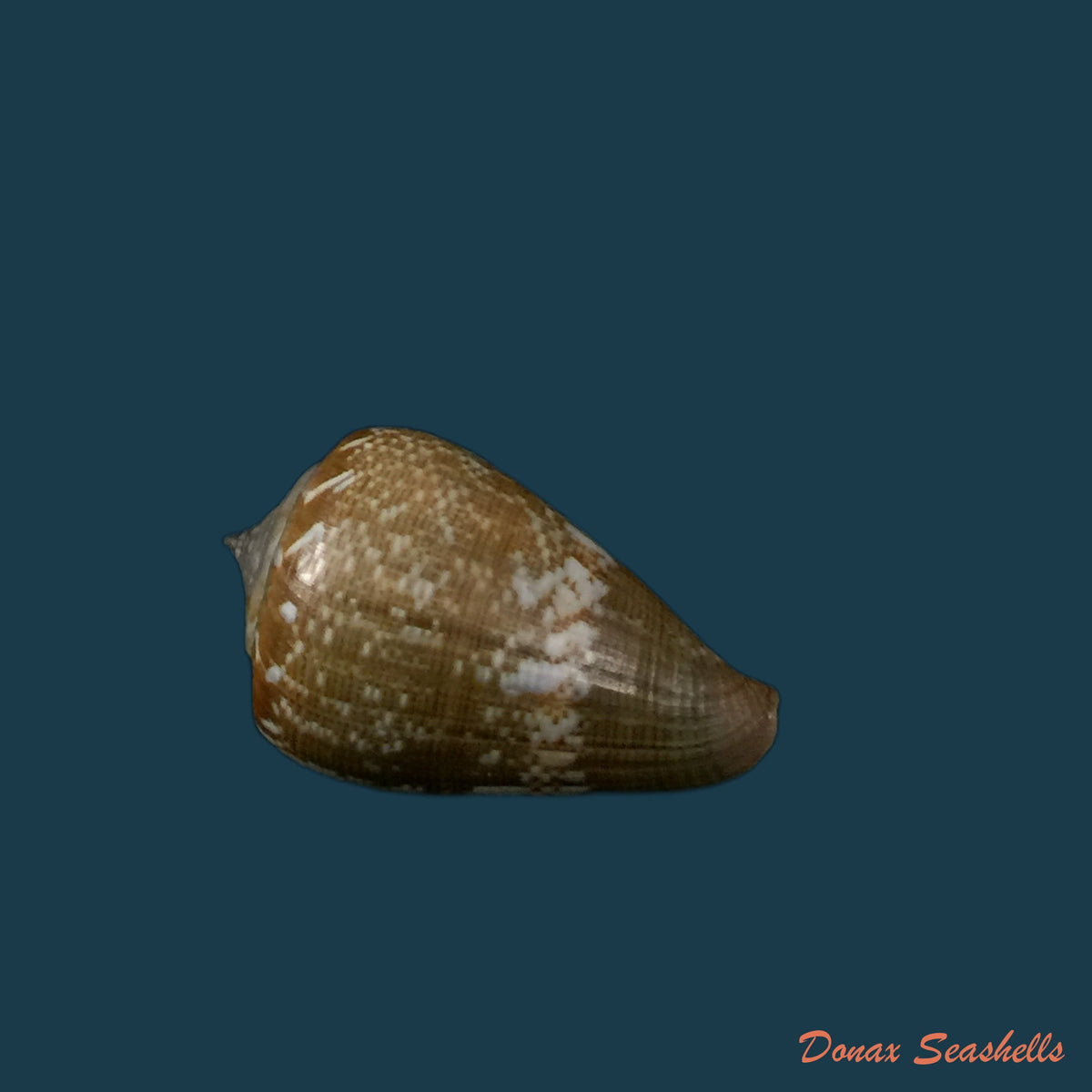 copia-de-conus-trochulus-reeve-1844-45mm
