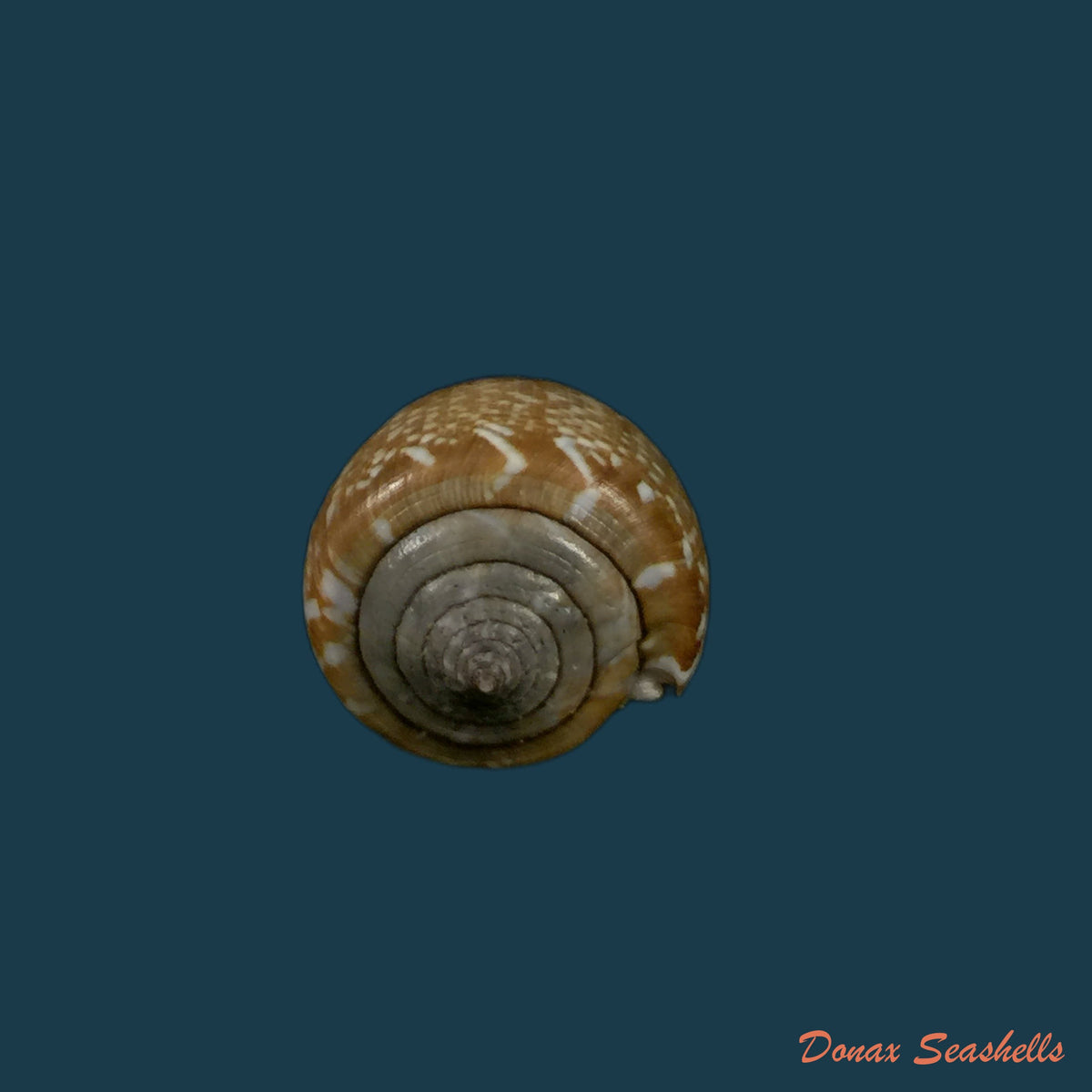 copia-de-conus-trochulus-reeve-1844-45mm