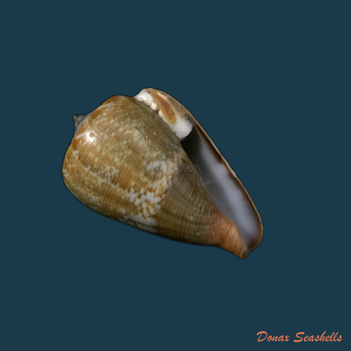 copia-de-conus-trochulus-reeve-1844-45mm