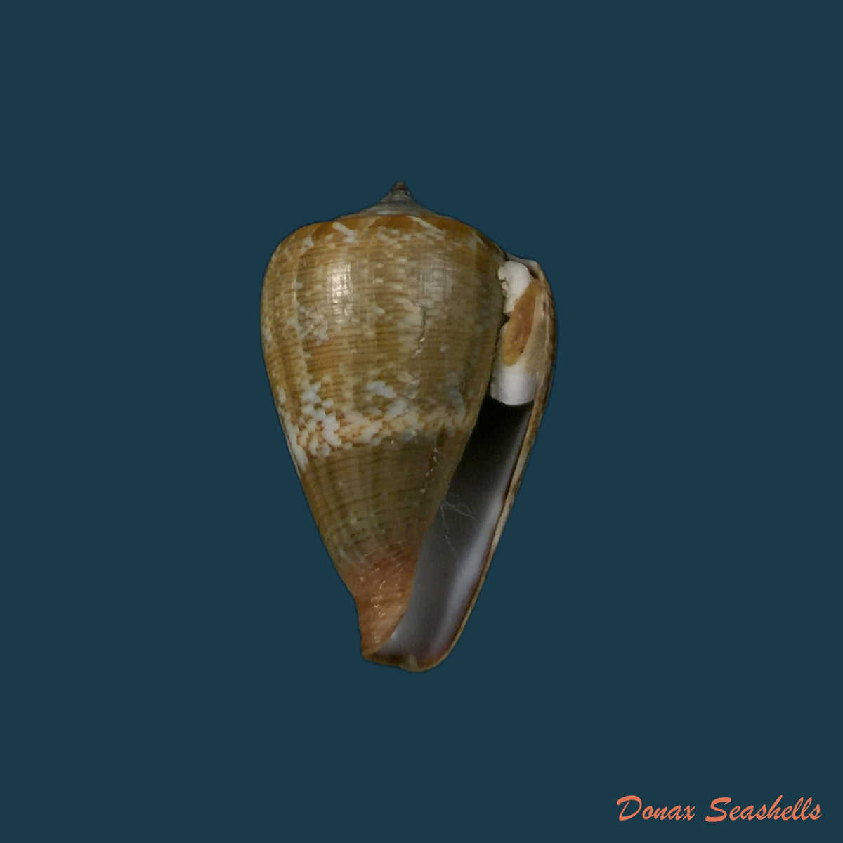 copia-de-conus-trochulus-reeve-1844-45mm