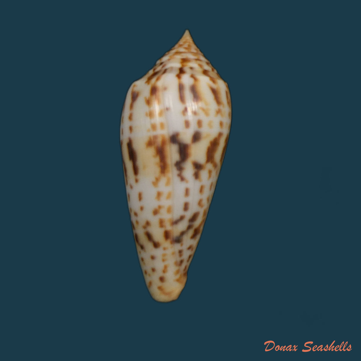 copia-de-conus-vicweii-old-1973-78-1mm