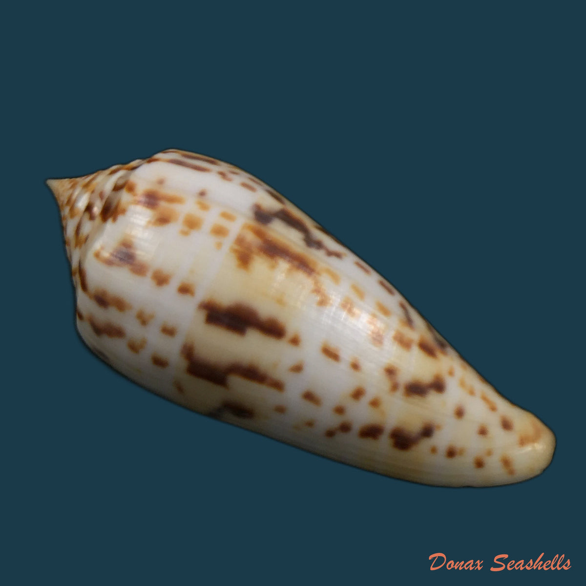 copia-de-conus-vicweii-old-1973-78-1mm