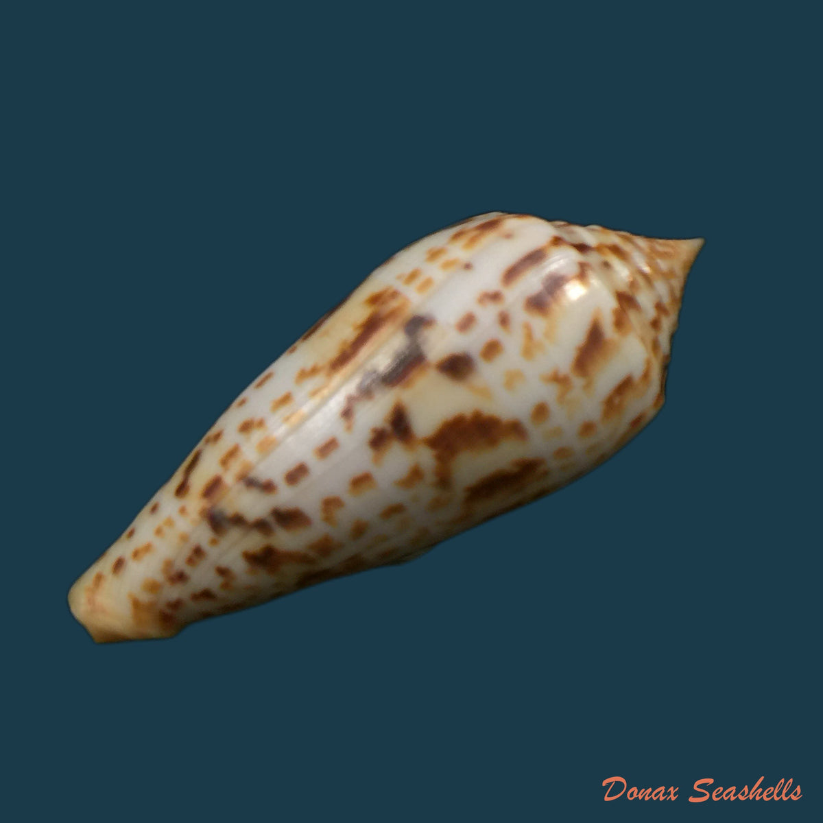 copia-de-conus-vicweii-old-1973-78-1mm