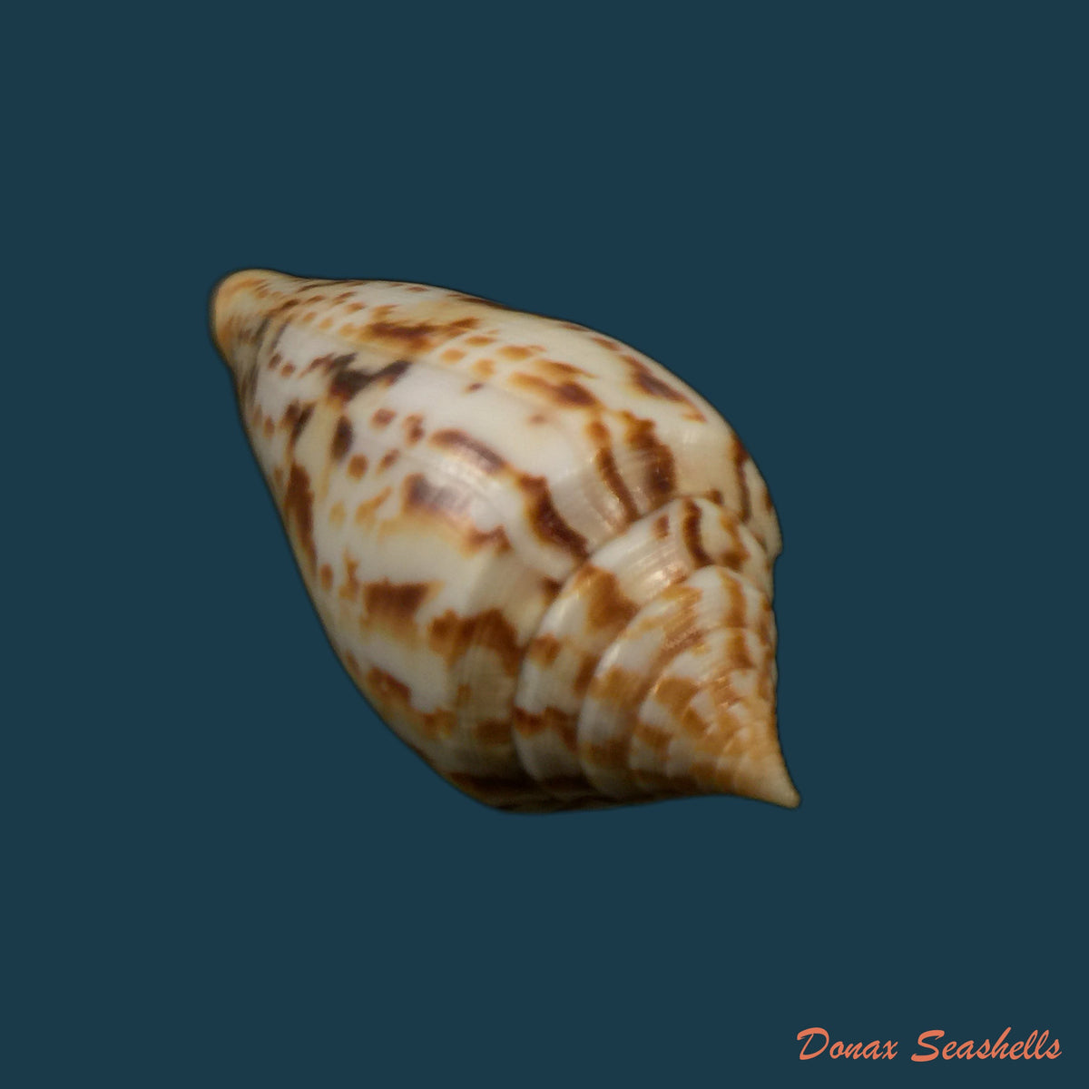 copia-de-conus-vicweii-old-1973-78-1mm