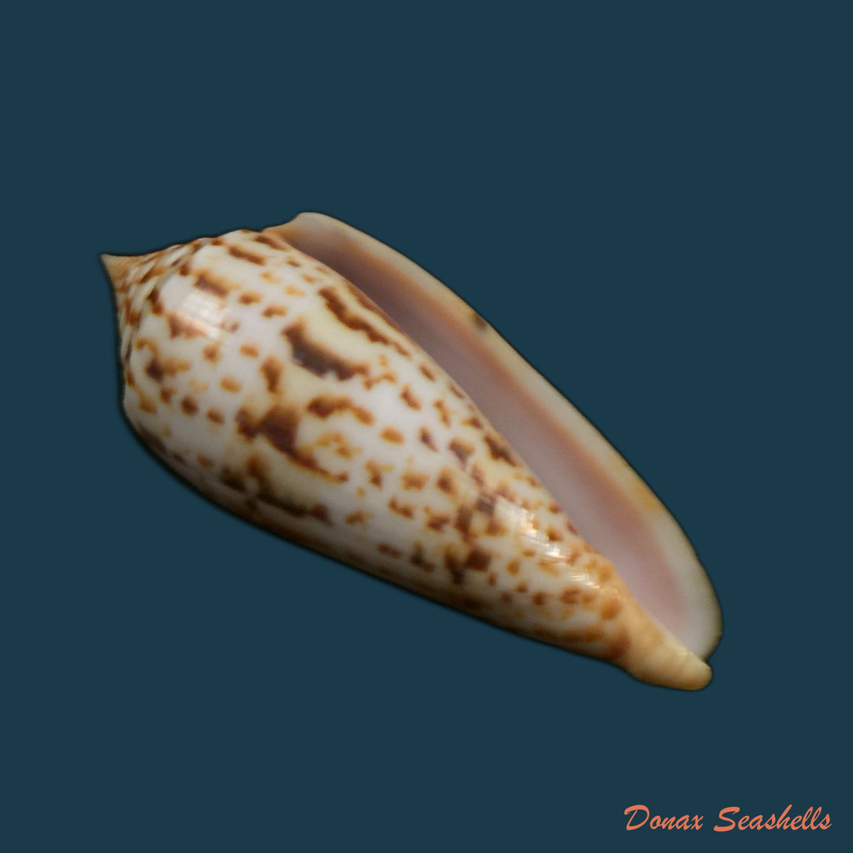 copia-de-conus-vicweii-old-1973-78-1mm