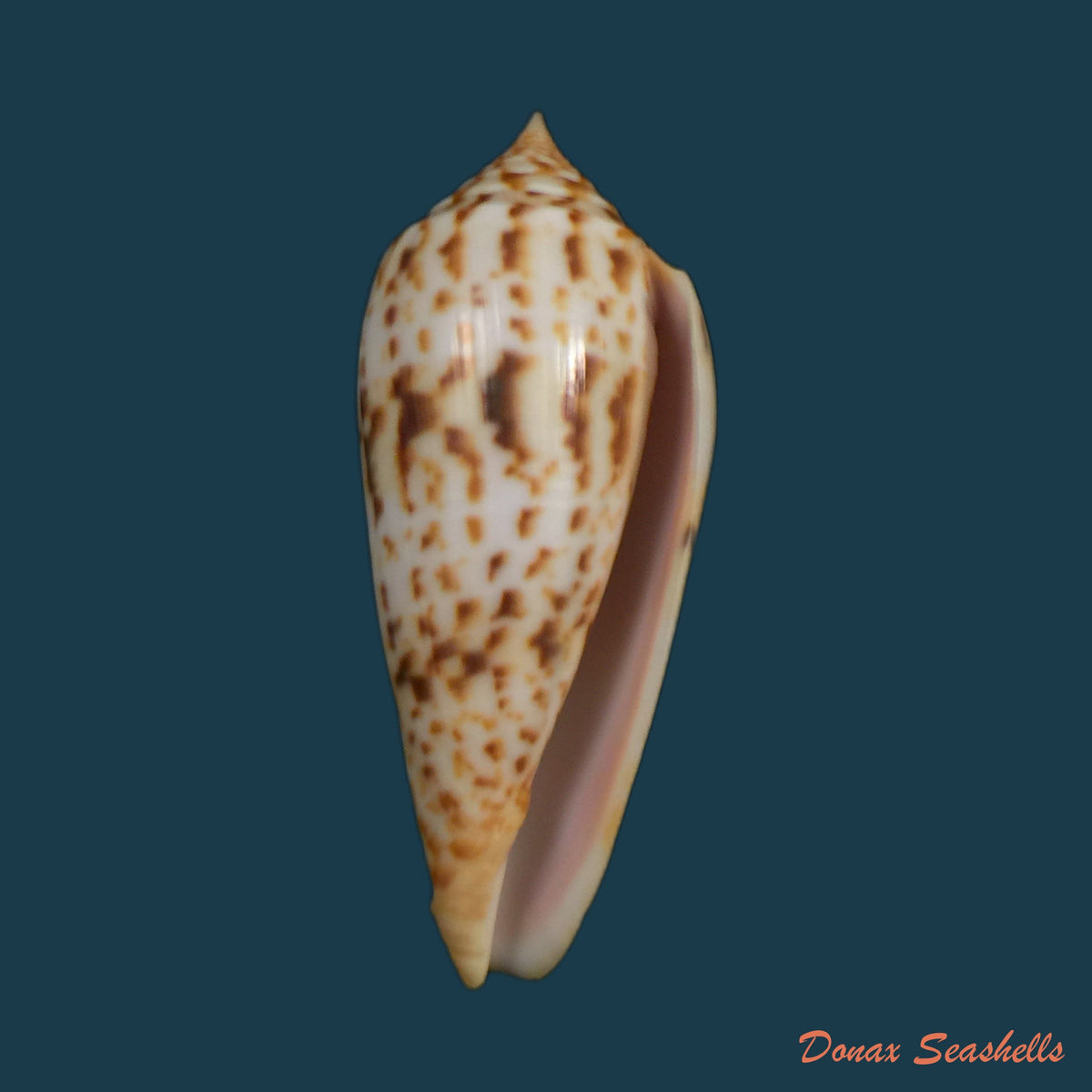 copia-de-conus-vicweii-old-1973-78-1mm