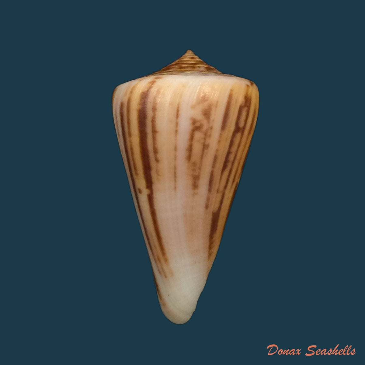 copia-de-conus-virgatus-reeve-1849-63-7mm