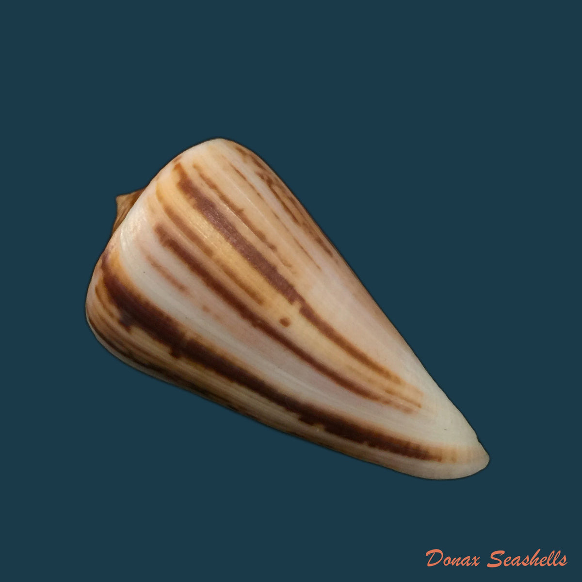 copia-de-conus-virgatus-reeve-1849-63-7mm