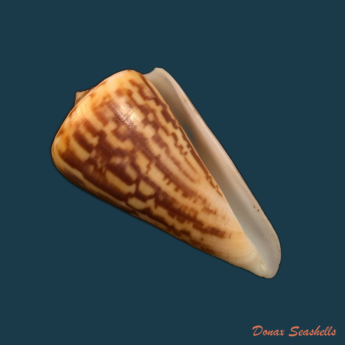 copia-de-conus-virgatus-reeve-1849-63-7mm