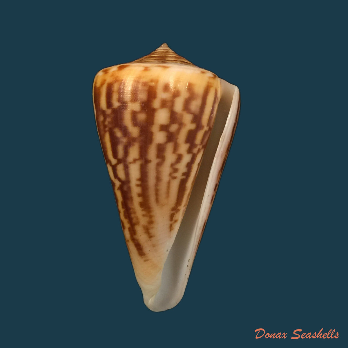 copia-de-conus-virgatus-reeve-1849-63-7mm