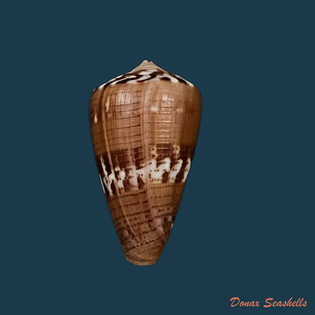 copia-de-conus-vittatus-hwass-in-bruguiere-1792-29-7mm