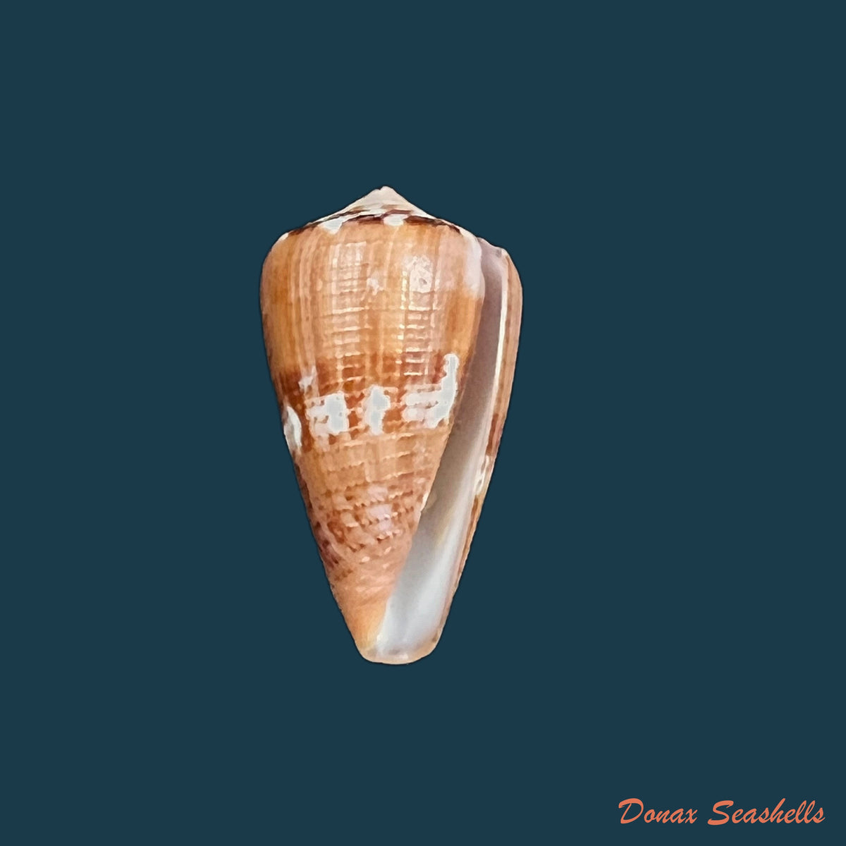 copia-de-conus-vittatus-hwass-in-bruguiere-1792-29-7mm