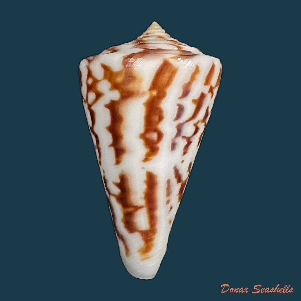 copia-de-conus-zebroides-kiener-1848-25-5mm-1