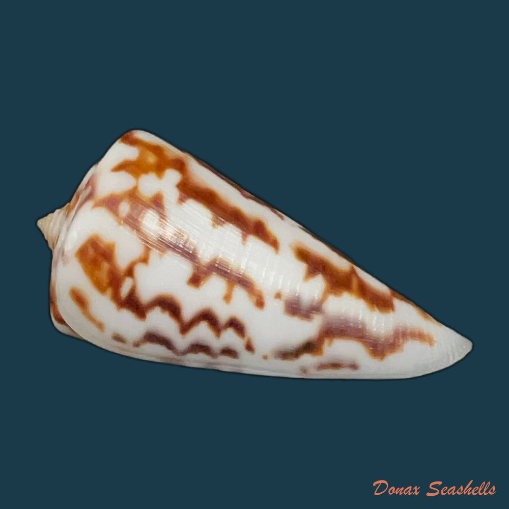 copia-de-conus-zebroides-kiener-1848-25-5mm-1