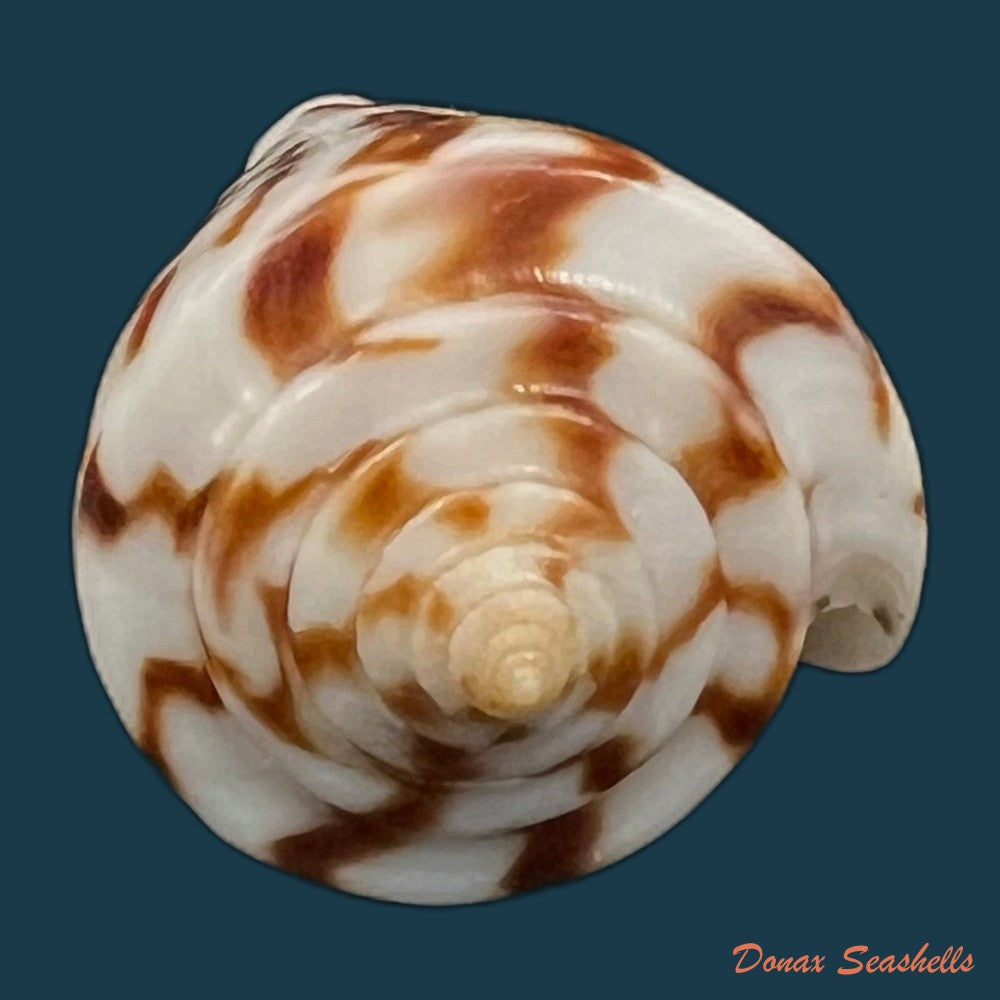 copia-de-conus-zebroides-kiener-1848-25-5mm-1