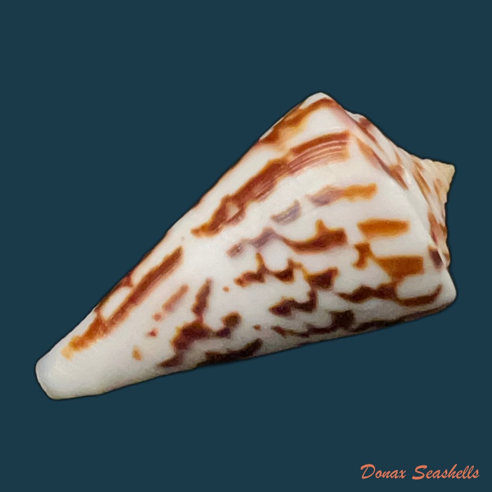 copia-de-conus-zebroides-kiener-1848-25-5mm-1