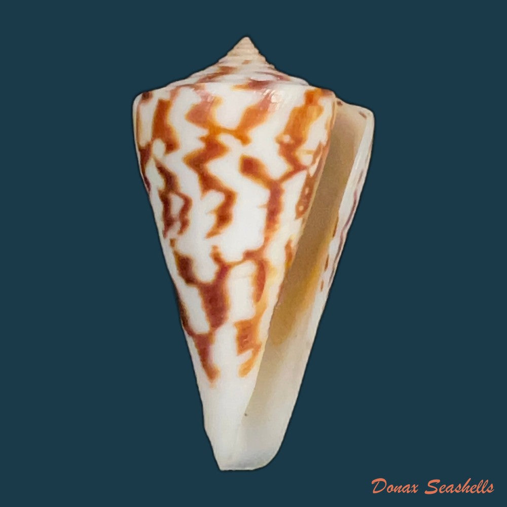 copia-de-conus-zebroides-kiener-1848-25-5mm-1