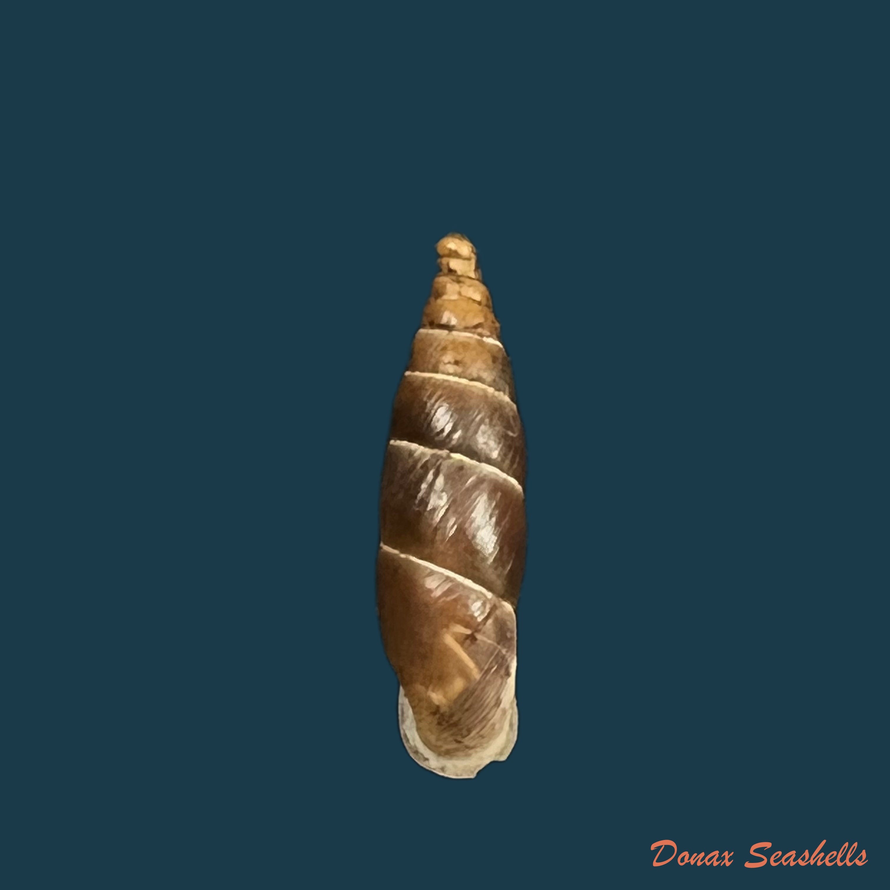 copia-de-copia-de-alopia-plumbea-plumbea-rossmassler-1839-17-1mm