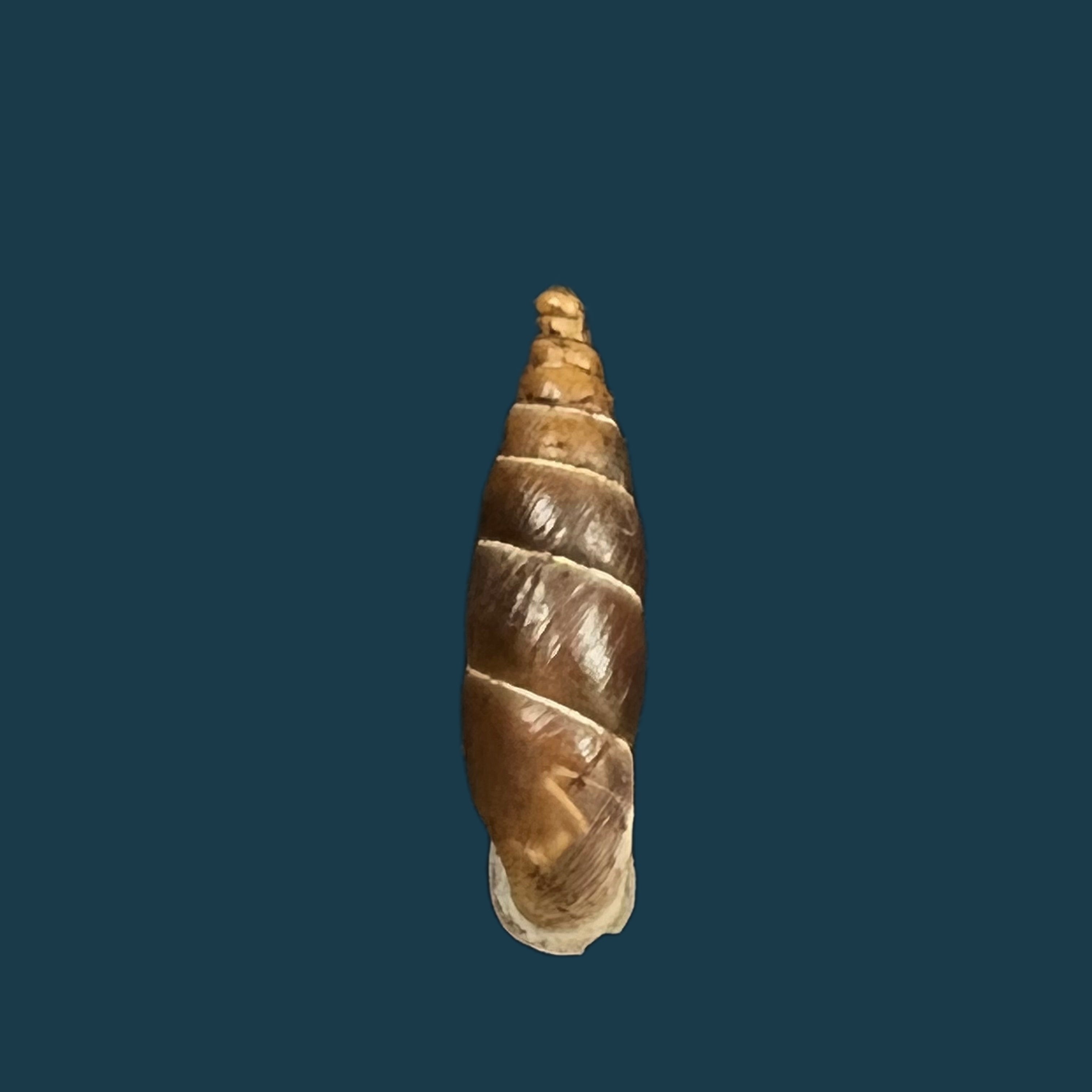 Alopia plumbea schmidti (Kimakowicz, 1894) - 16,2mm