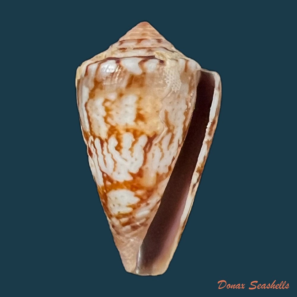 copia-de-copia-de-conus-brasiliensis-clench-1942-21-8mm