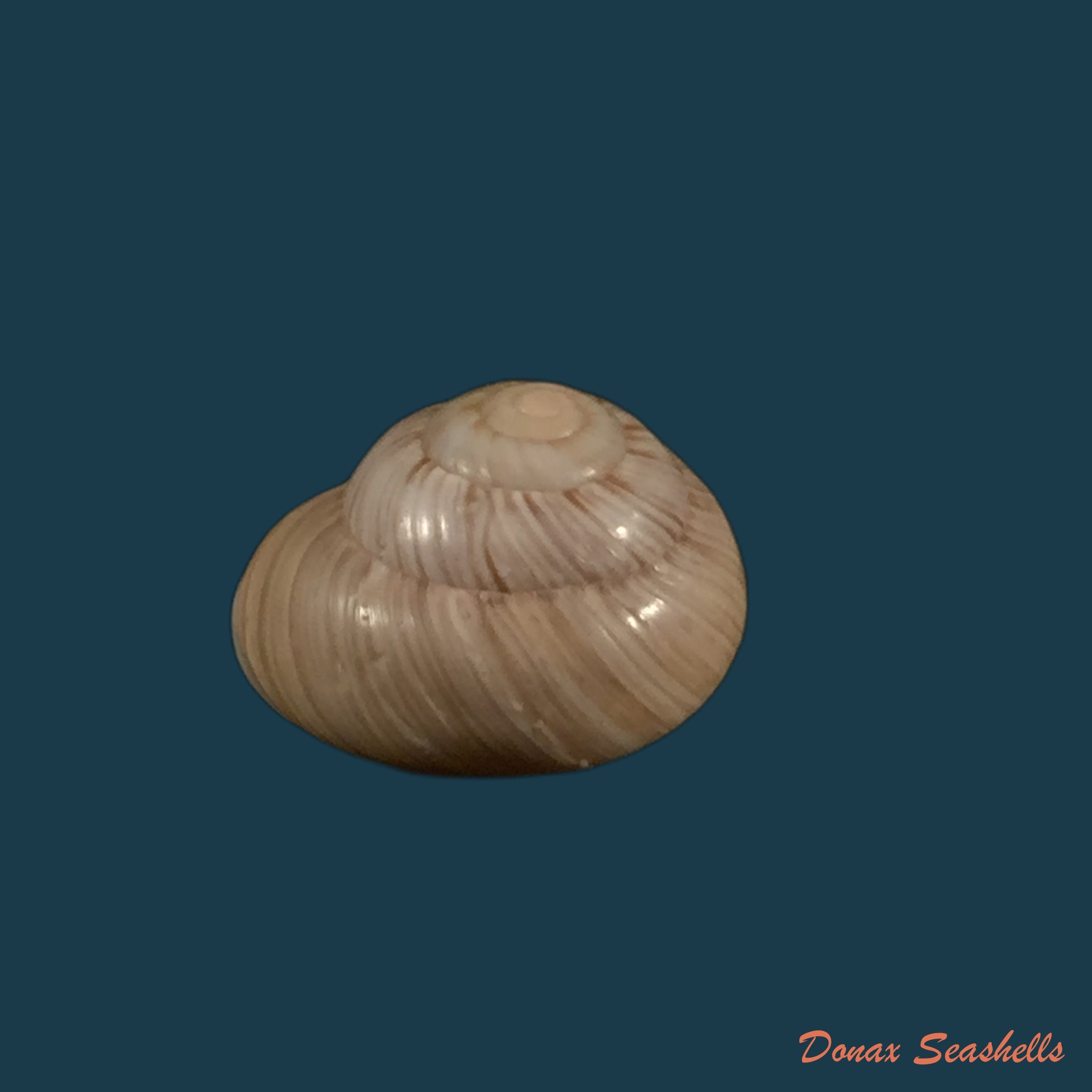 copia-de-copia-de-coryda-ovemreguli-lea-1934-19-3mm